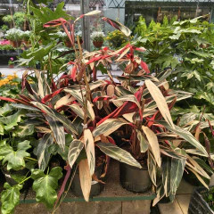Calathea Triostar
