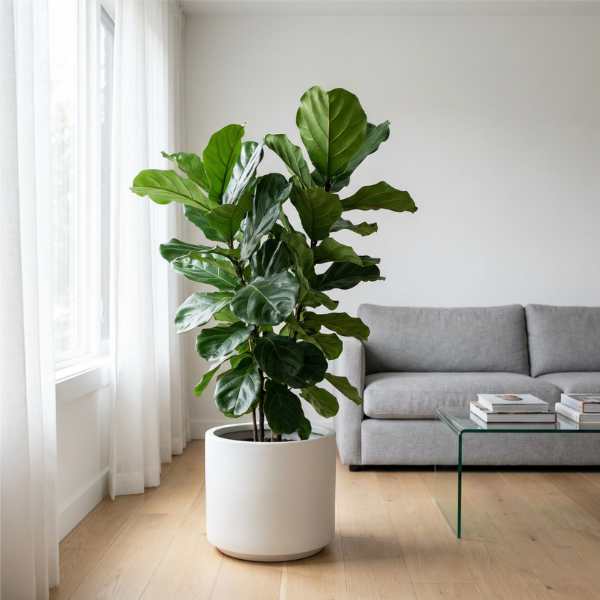 Ficus Lyrata