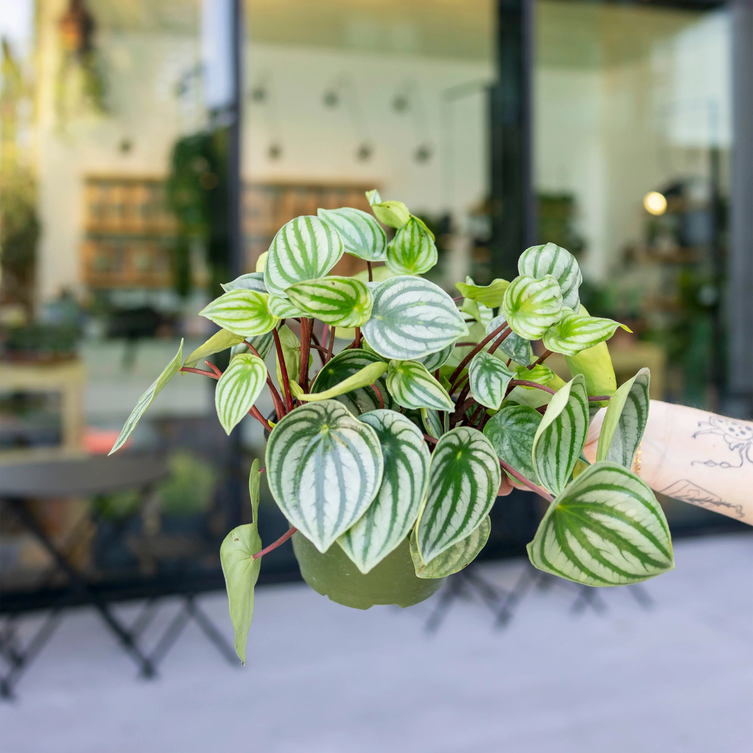 Peperomia Caperata