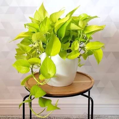 Pothos Lemon