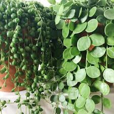 Rosario (Senecio)
