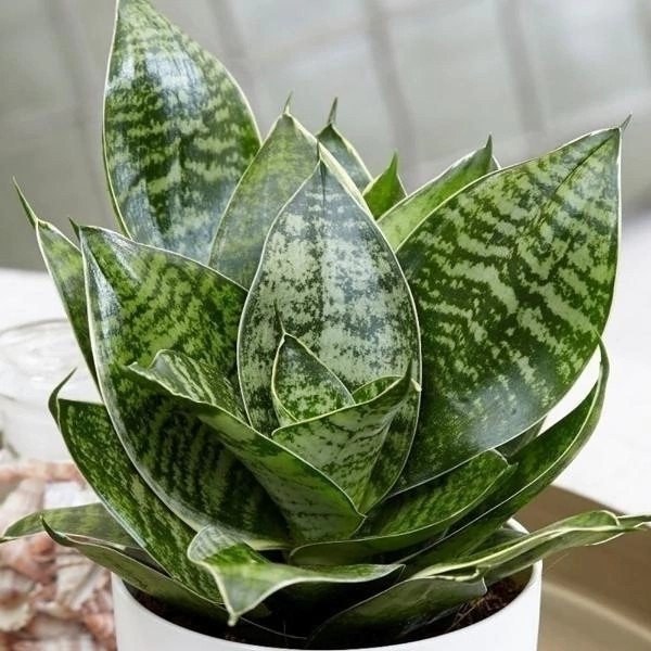 Sansevieria